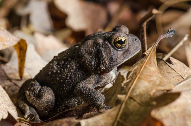 Brown-Toad-and-Leaf-960x636