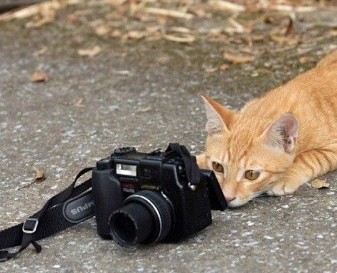 photographer-cat